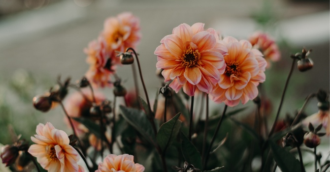 Counselling Services